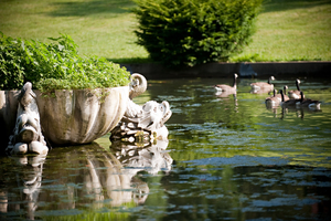 Pond and ducks